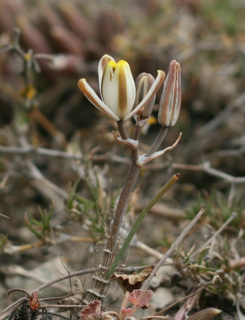 Albuca dalyae photo 3