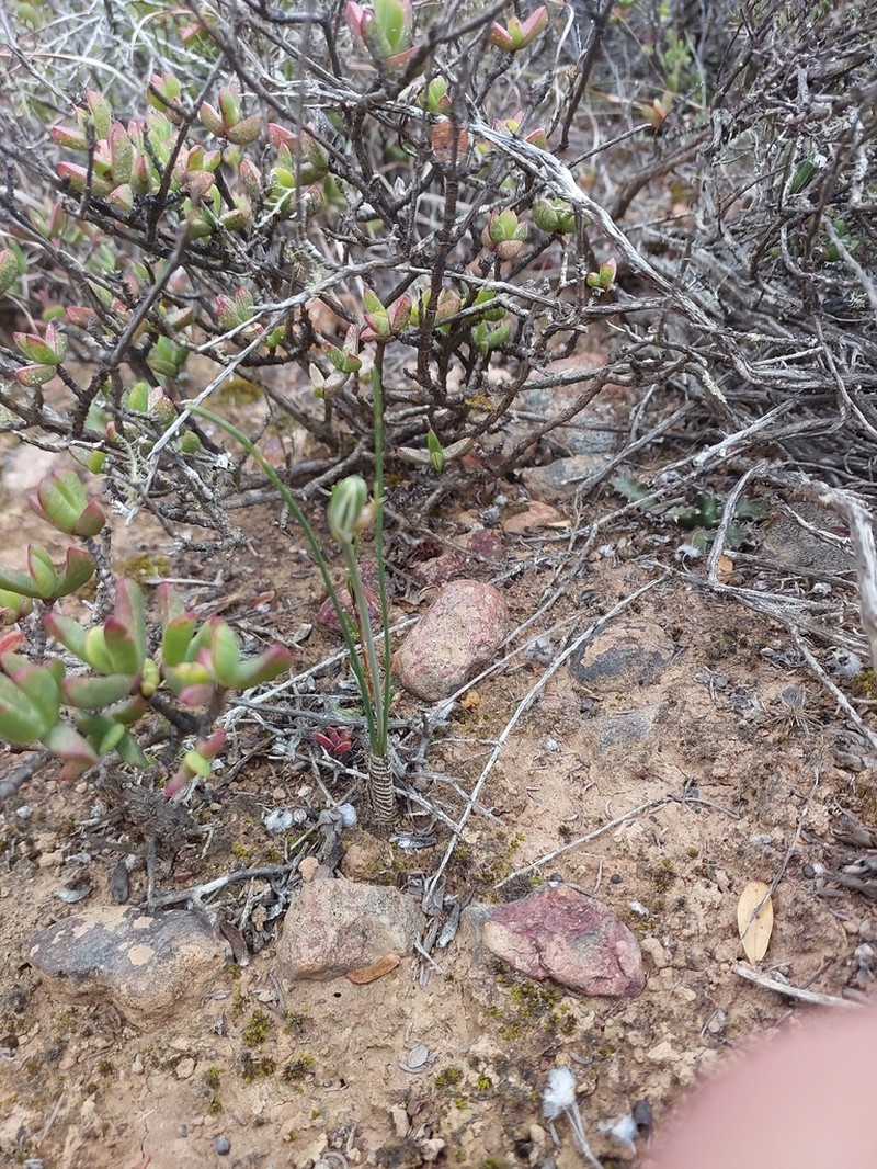 Albuca dalyae photo 5