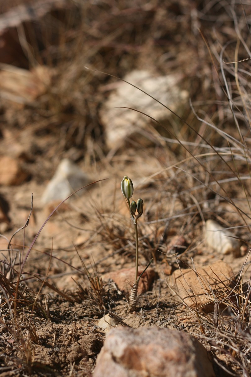 Albuca dalyae photo 6
