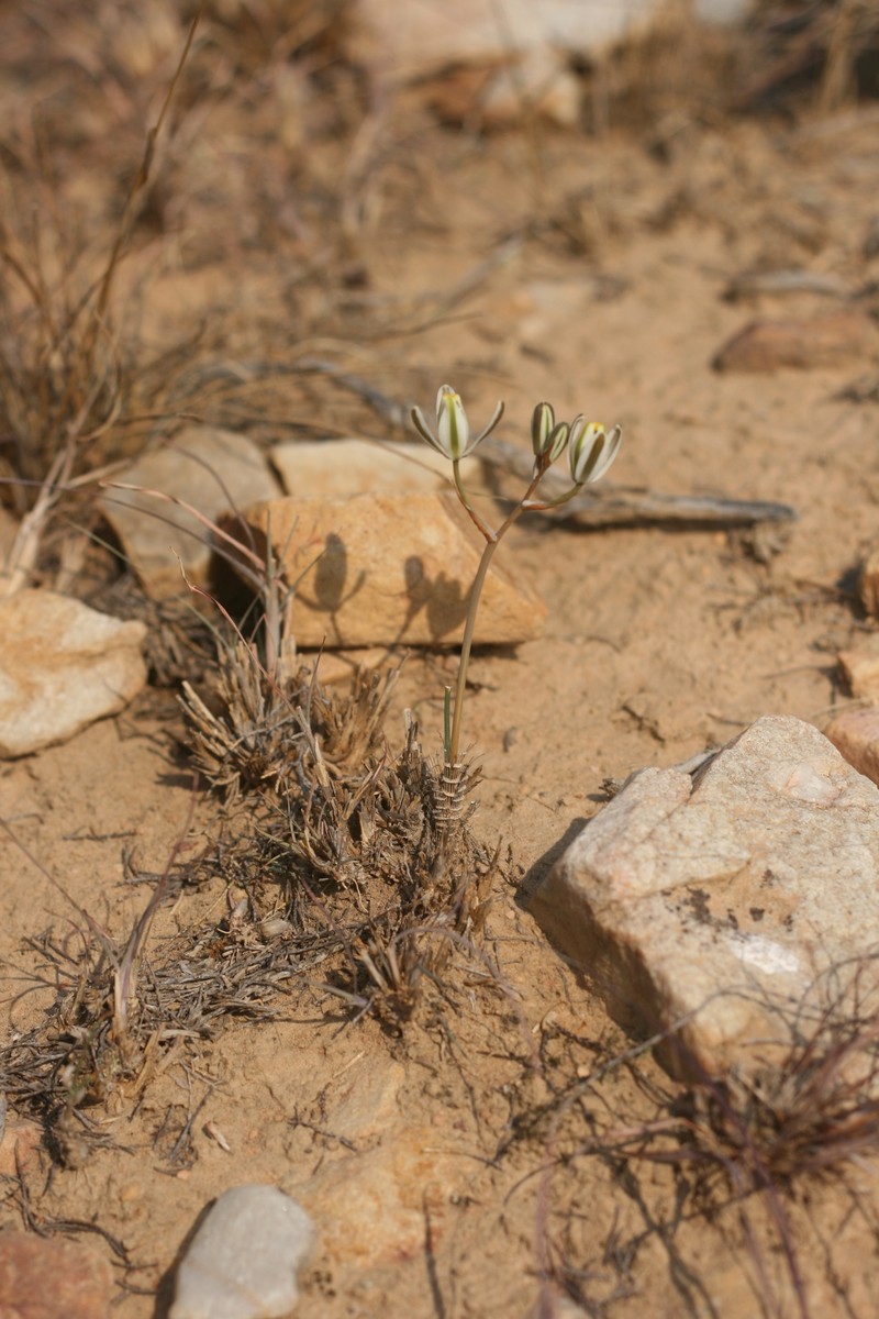 Albuca dalyae photo 7