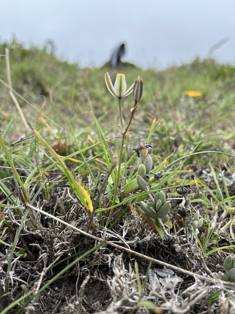 Albuca dalyae photo 8