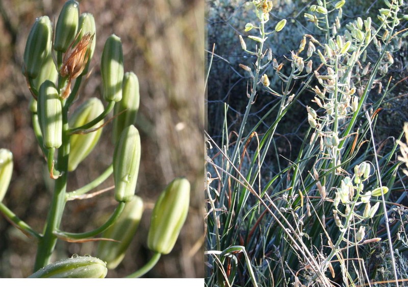 Albuca decipiens