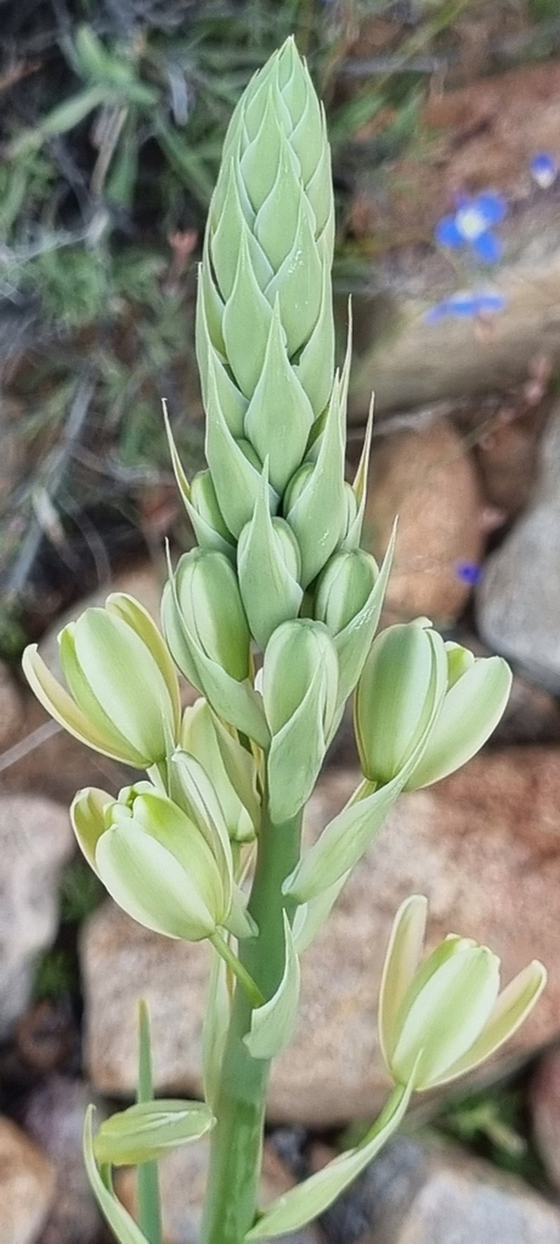 Albuca decipiens photo 2
