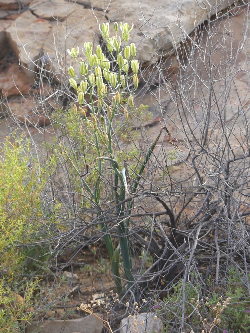 Albuca decipiens photo 3