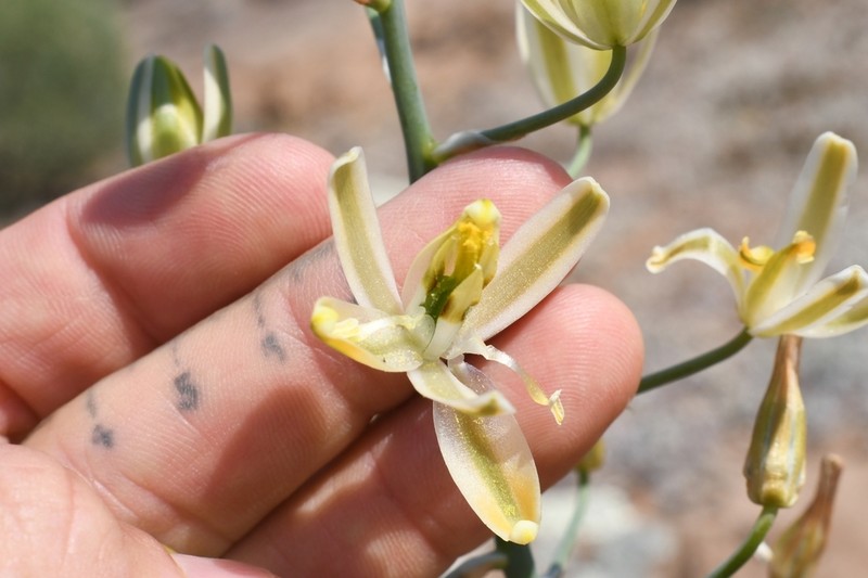 Albuca decipiens photo 4