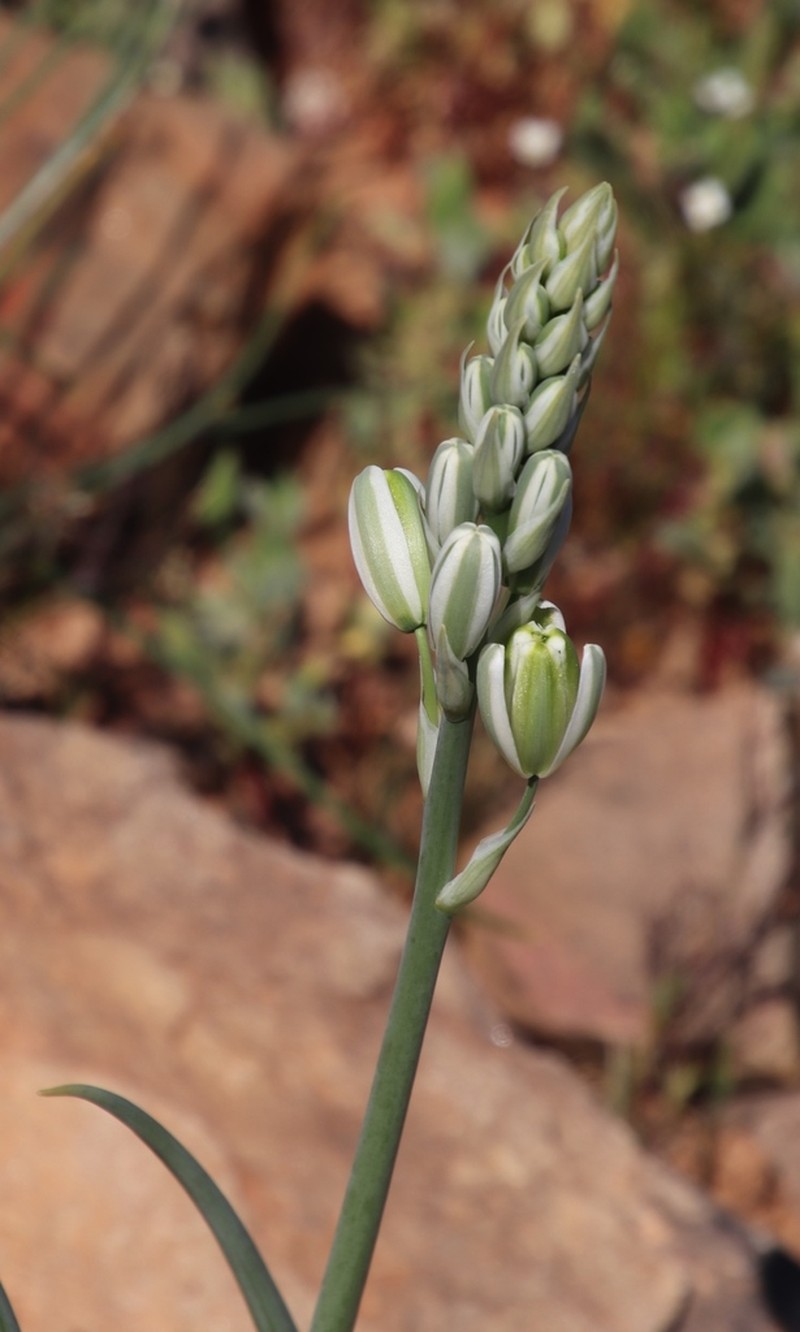 Albuca decipiens photo 5