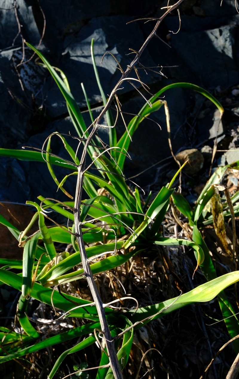 Albuca decipiens photo 6