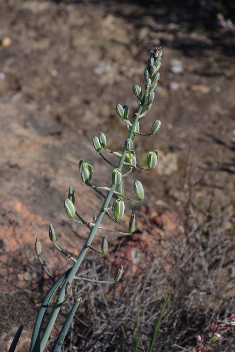 Albuca decipiens photo 7