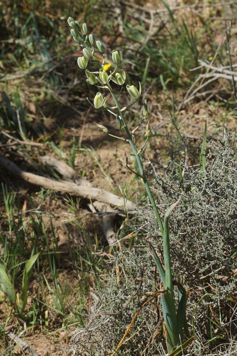 Albuca decipiens photo 8