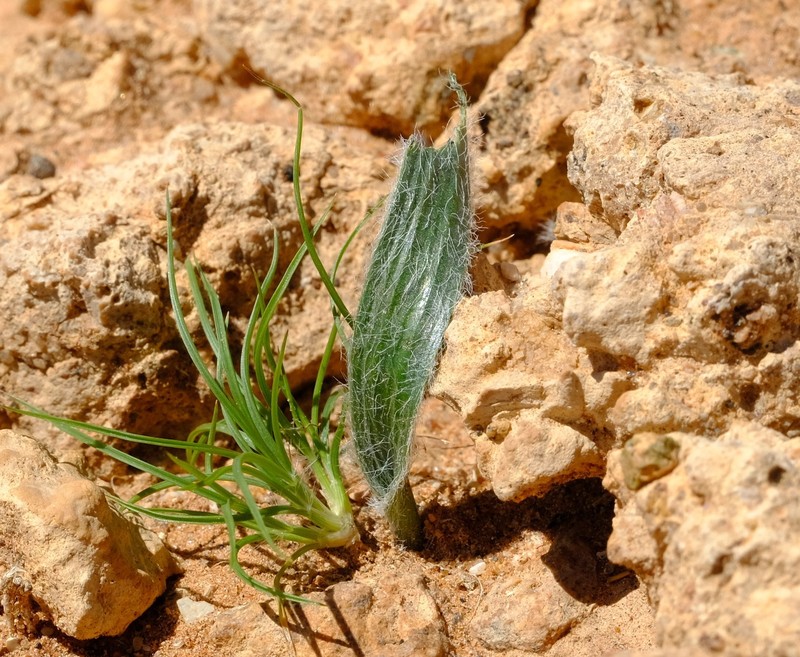 Albuca deserticola photo 2