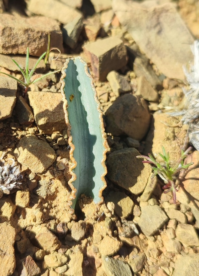 Albuca dilucula