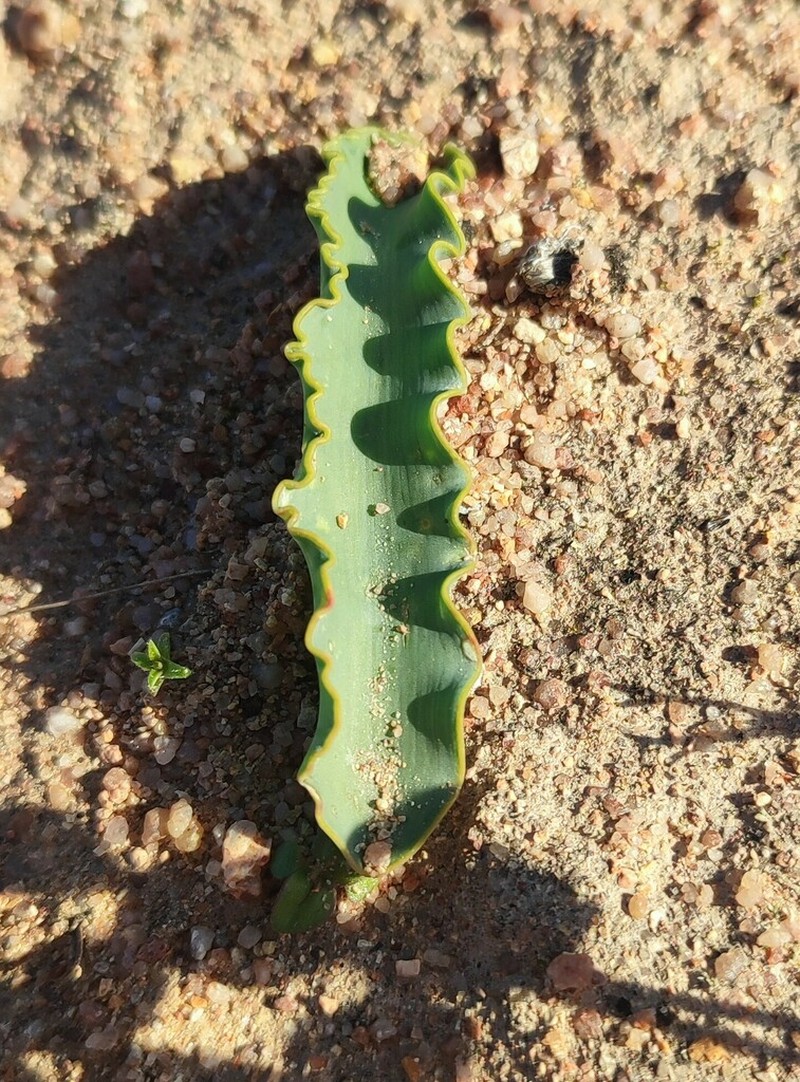 Albuca dilucula photo 2