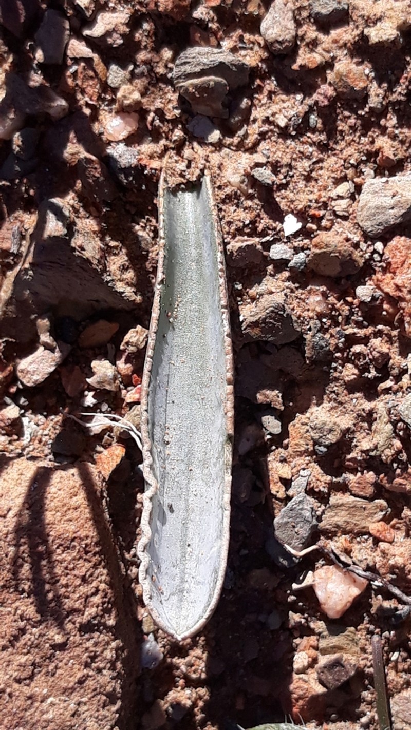 Albuca dilucula photo 4
