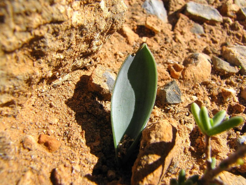 Albuca dilucula photo 5