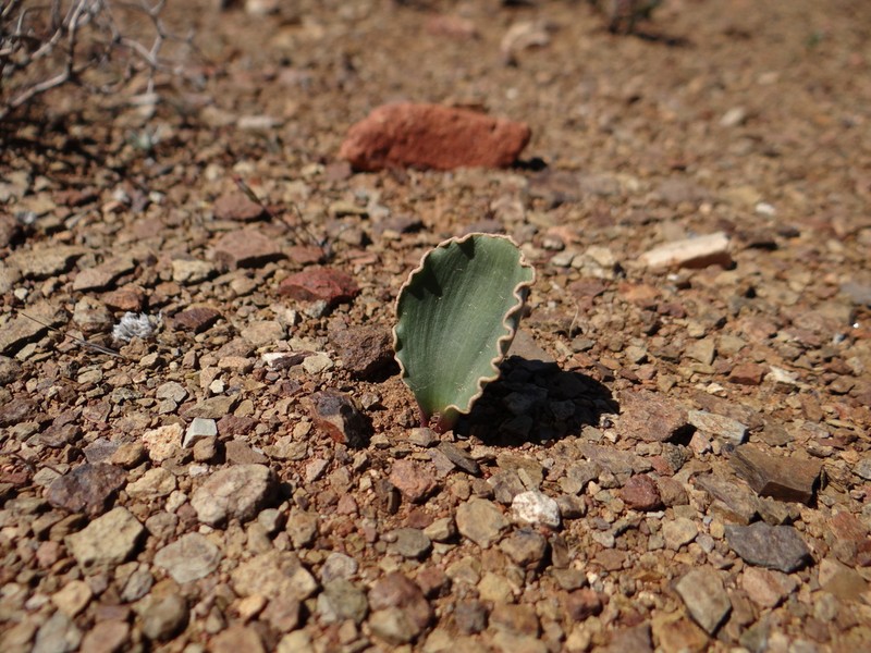 Albuca dilucula photo 6