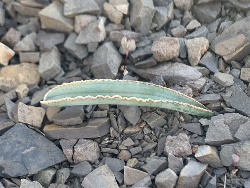 Albuca dilucula photo 7