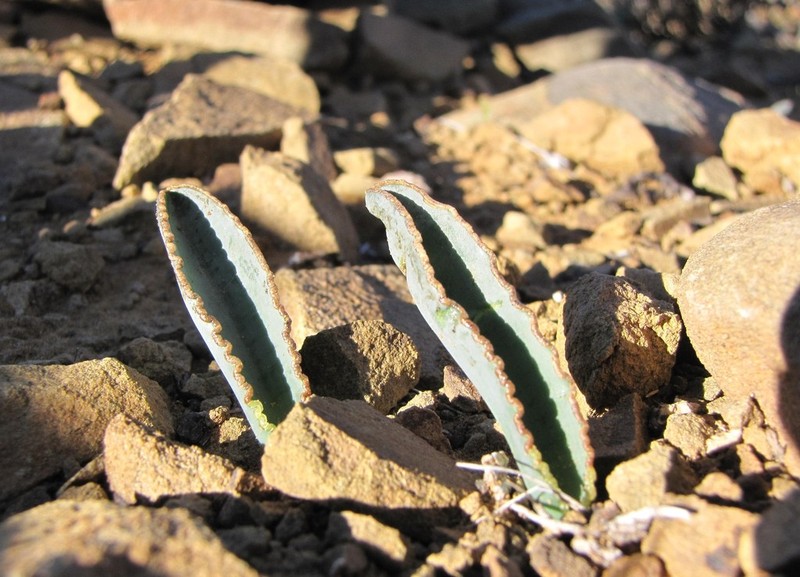Albuca dilucula photo 8
