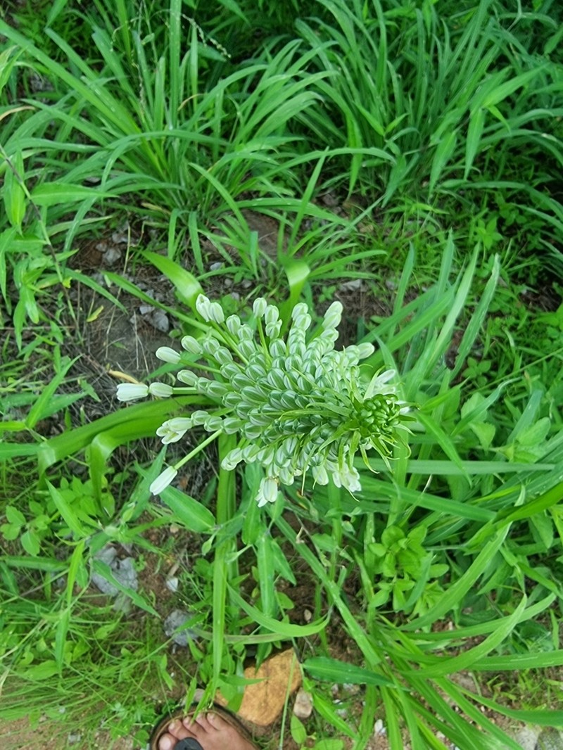Albuca donaldsonii