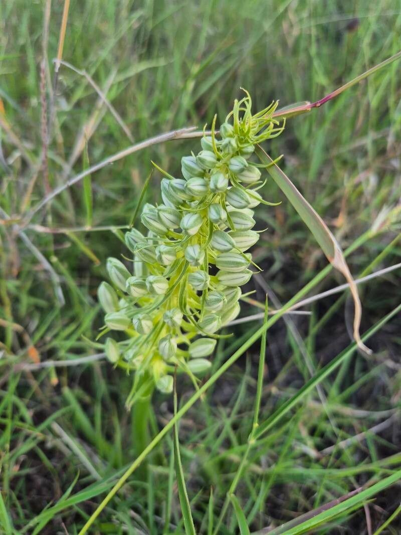 Albuca donaldsonii photo 3