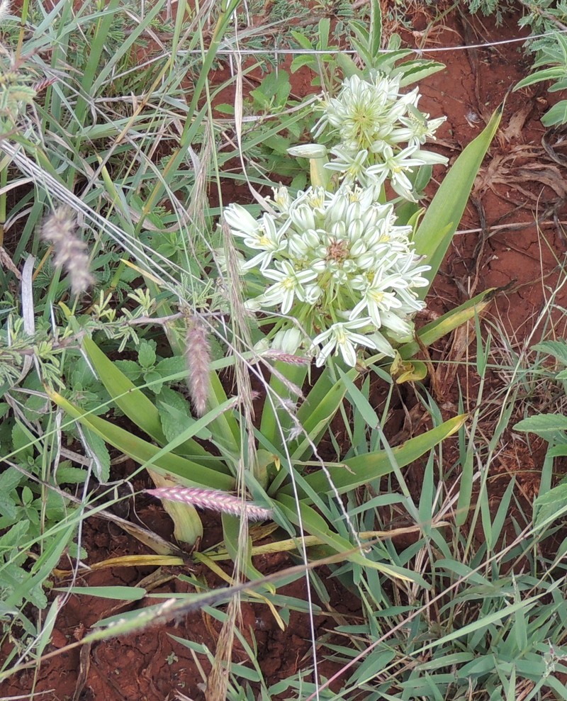 Albuca donaldsonii photo 4