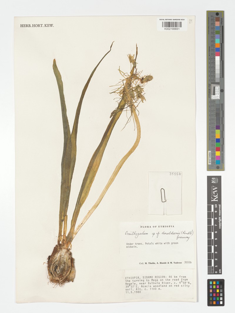 Albuca donaldsonii photo 6