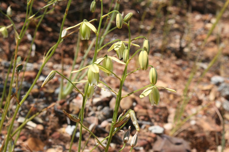 Albuca echinosperma photo 3