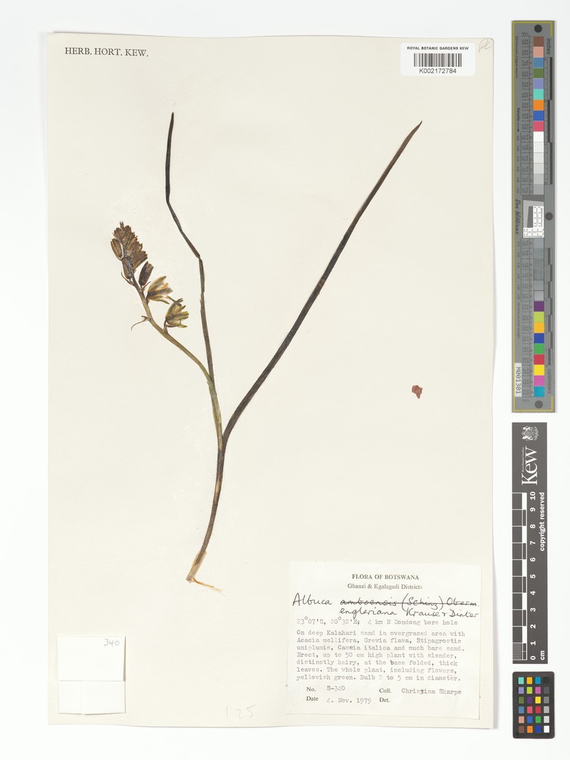 Albuca engleriana