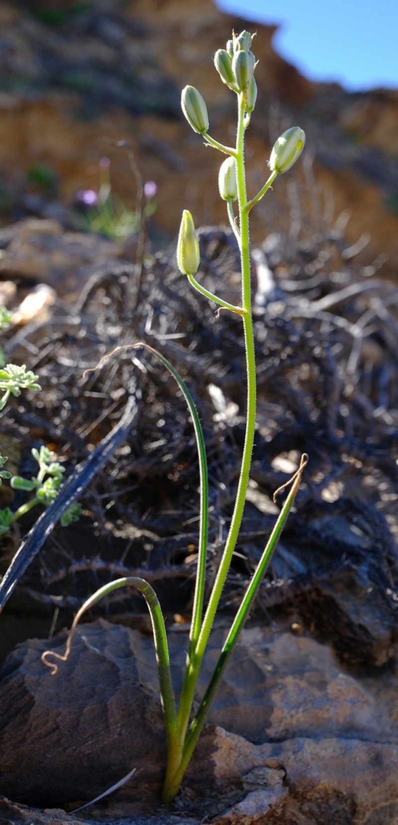 Albuca etesiogaripensis