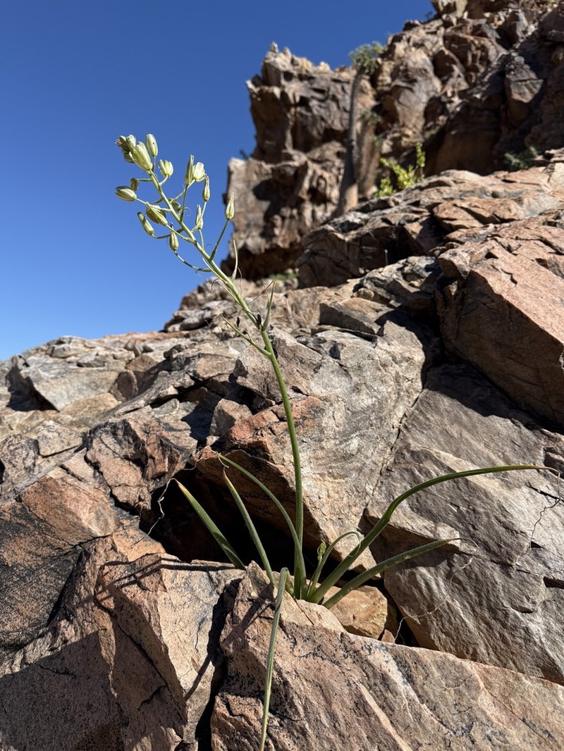Albuca etesiogaripensis photo 2