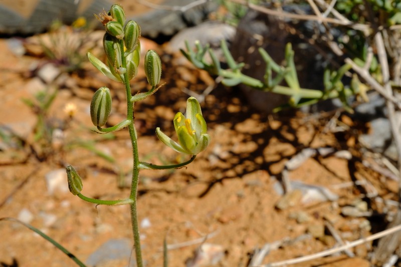 Albuca etesiogaripensis photo 3