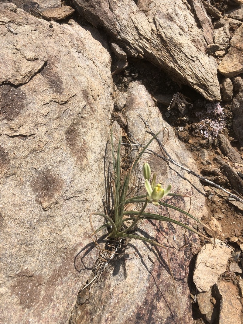 Albuca etesiogaripensis photo 4