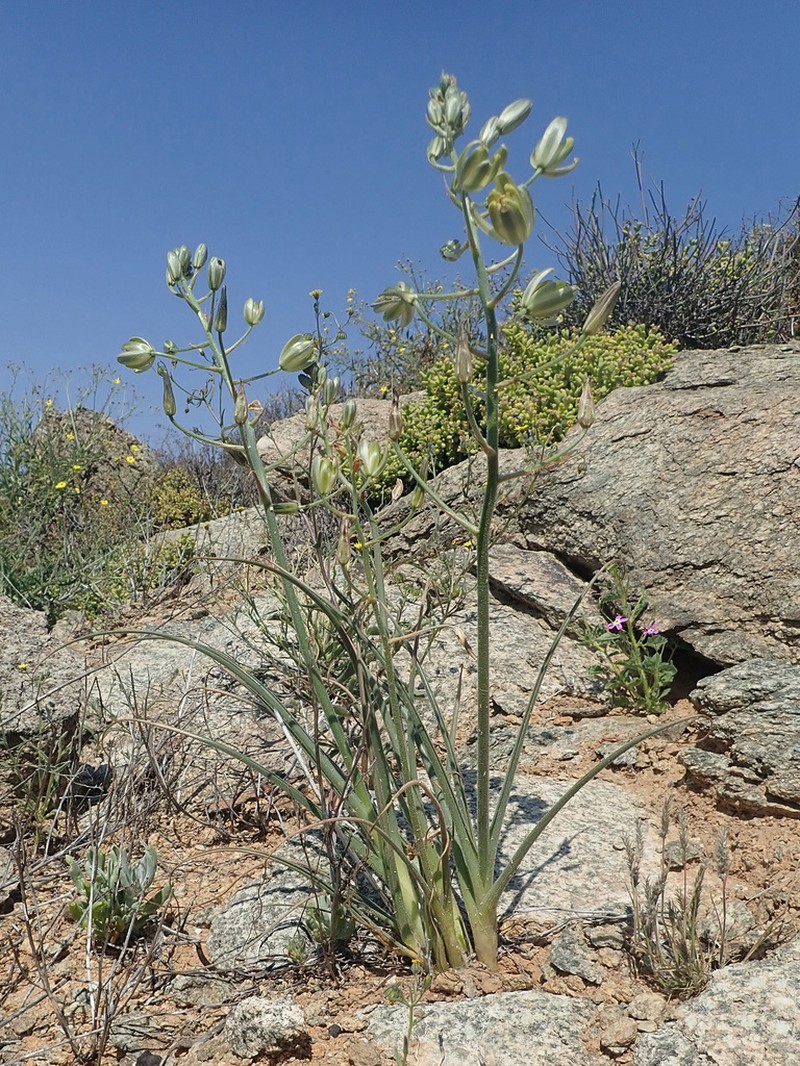 Albuca etesiogaripensis photo 5