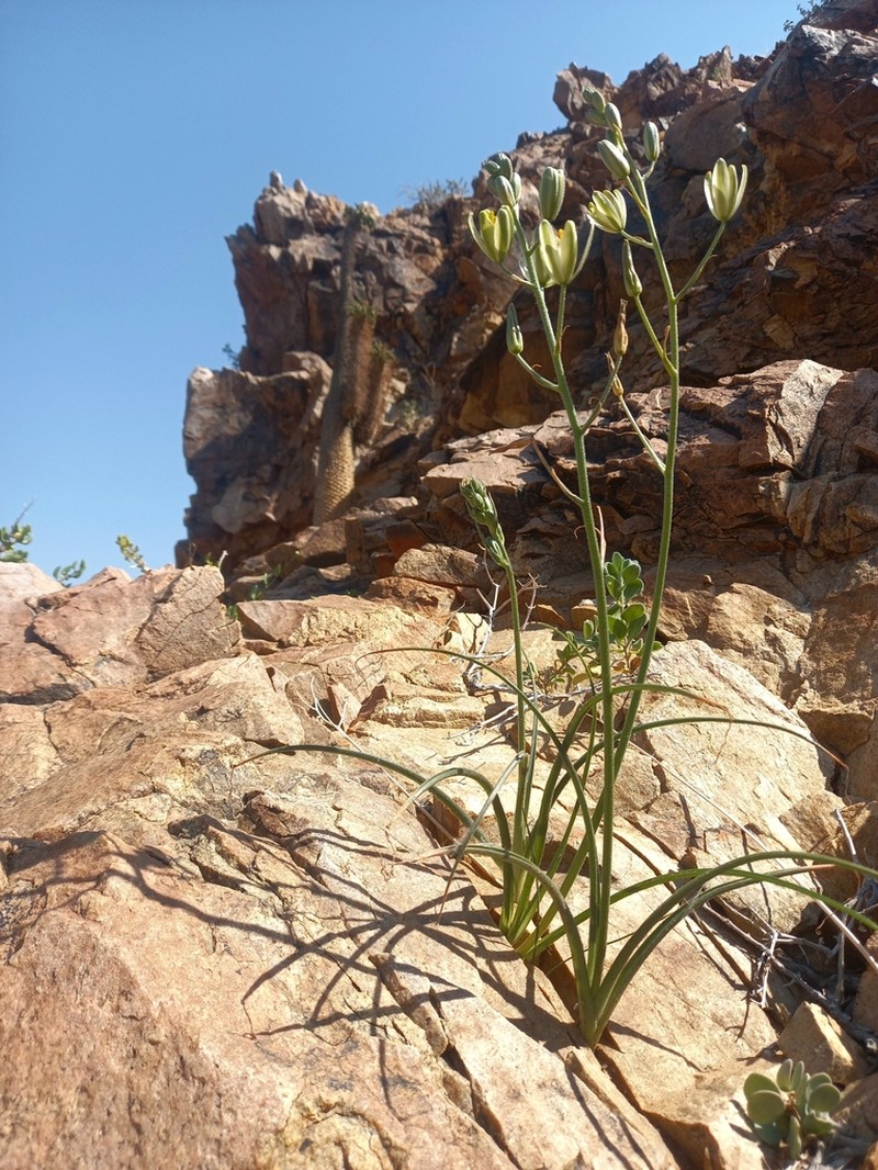 Albuca etesiogaripensis photo 6
