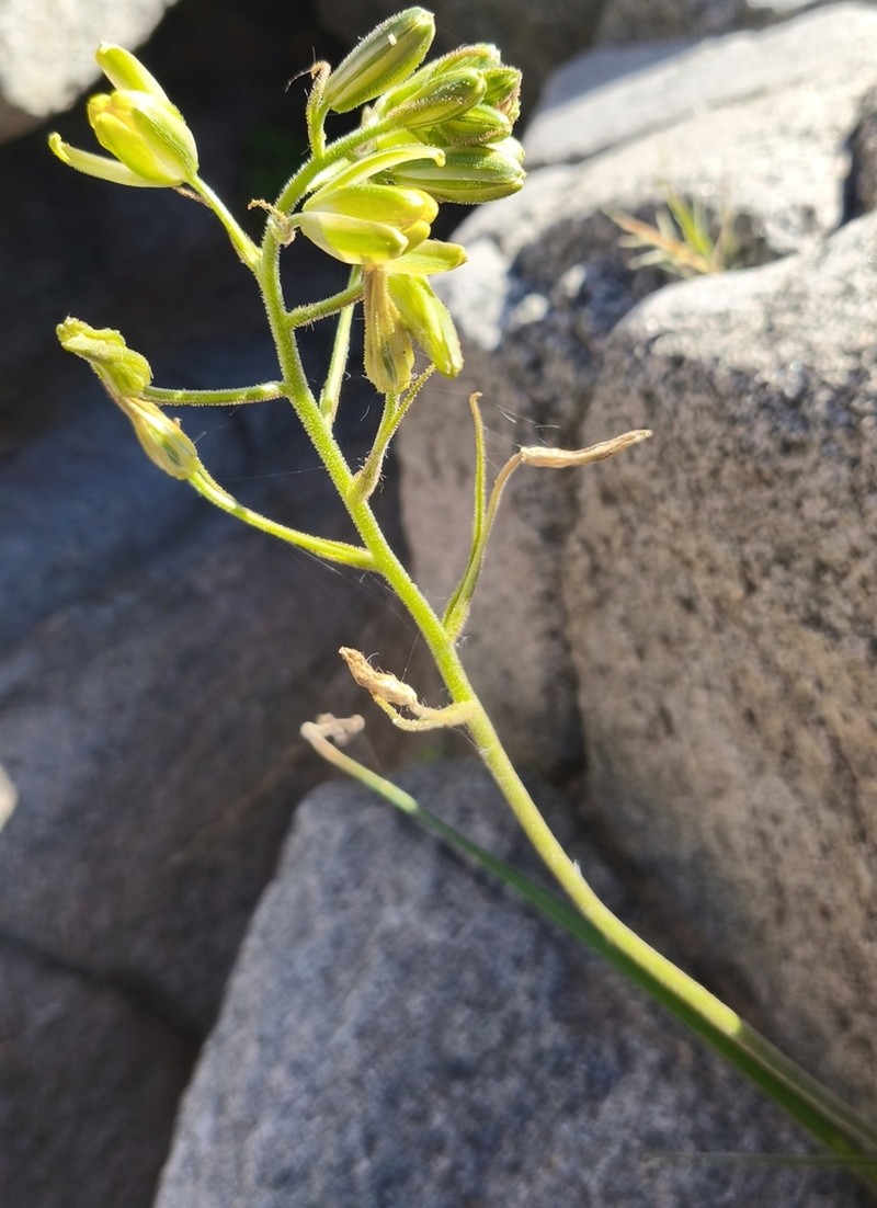 Albuca etesiogaripensis photo 7