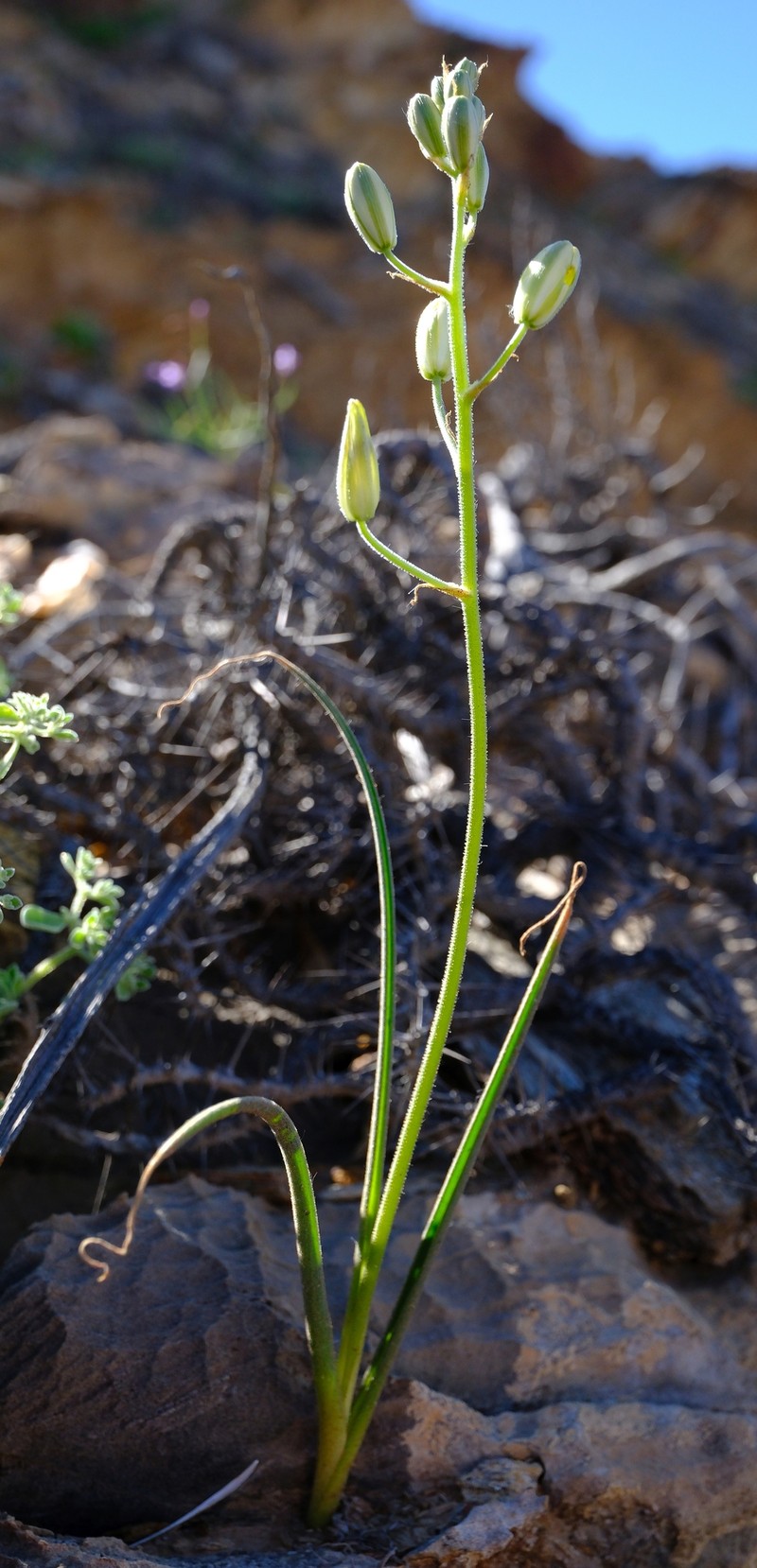 Albuca etesiogaripensis photo 8