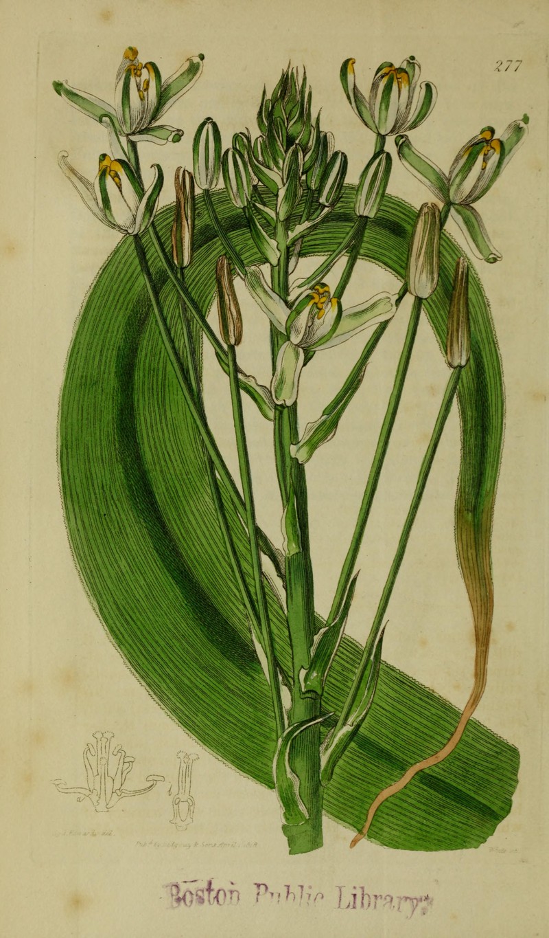 Albuca fastigiata
