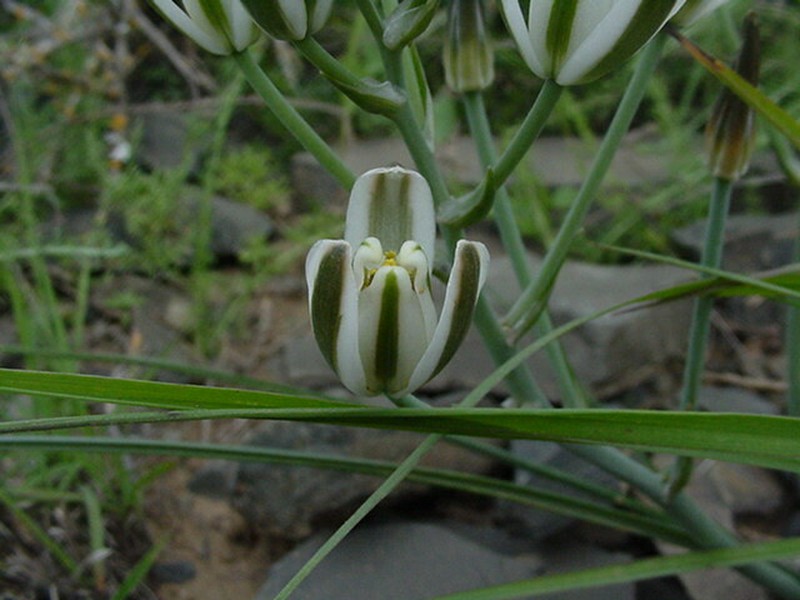 Albuca fastigiata photo 2