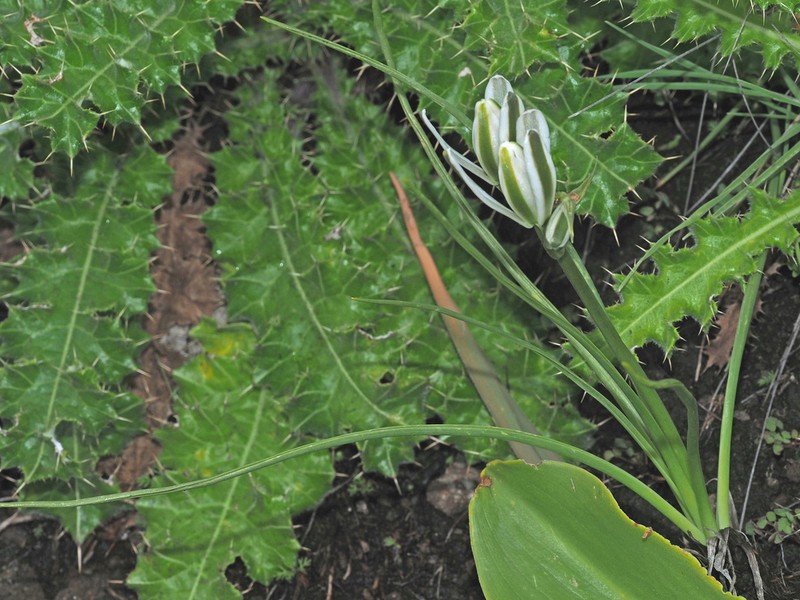 Albuca fastigiata photo 3