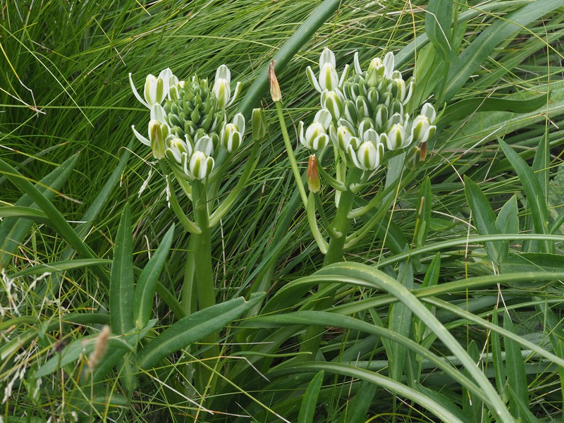 Albuca fastigiata photo 4