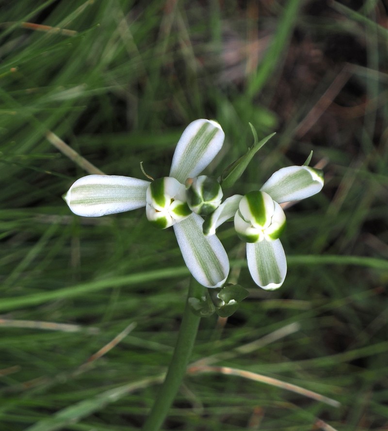 Albuca fastigiata photo 5