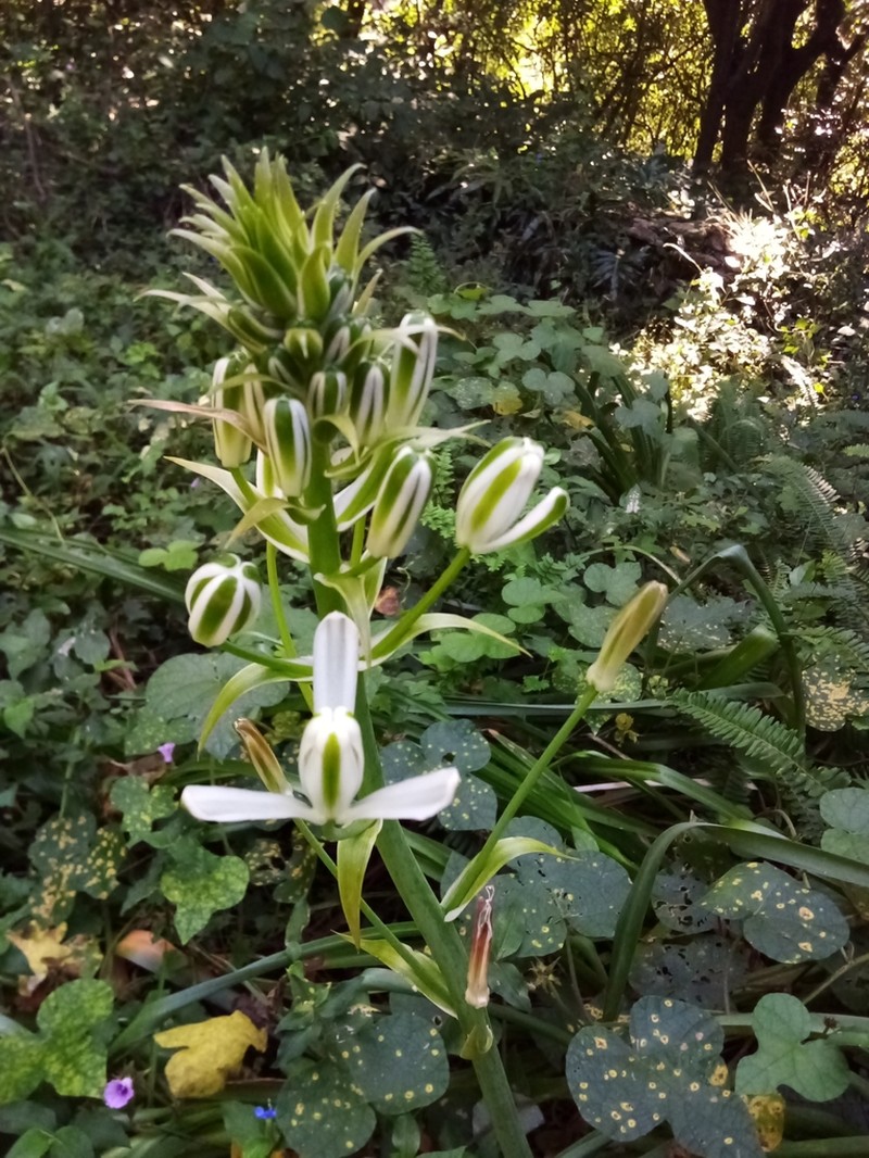 Albuca fastigiata photo 6