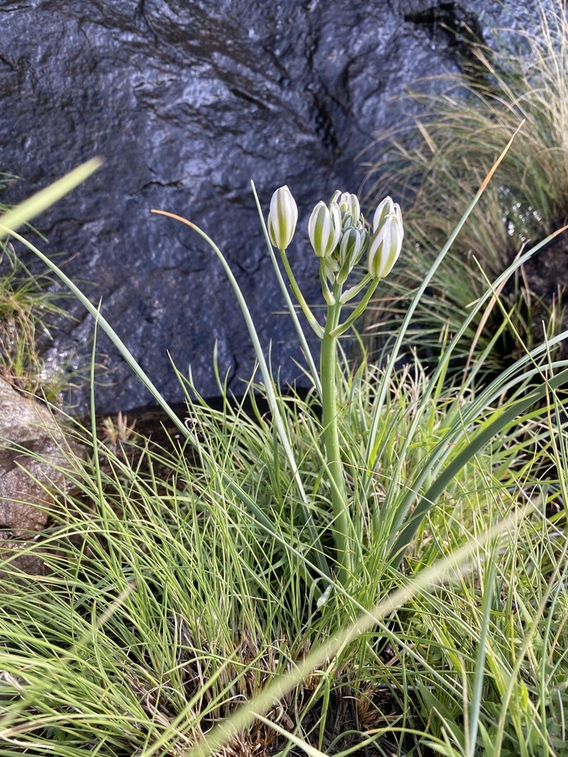 Albuca fastigiata photo 7