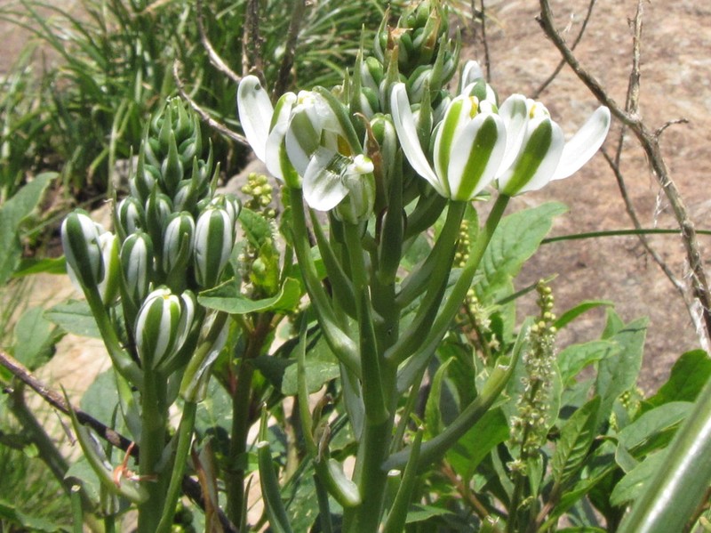 Albuca fastigiata photo 8