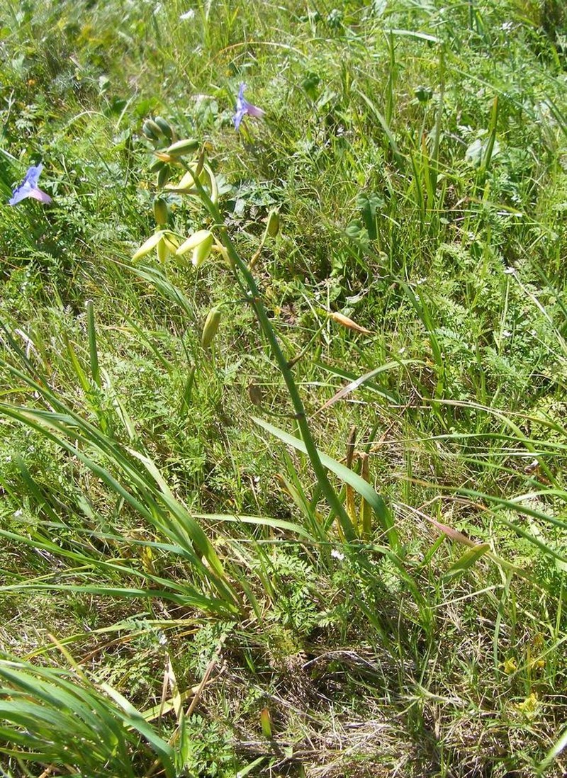 Albuca flaccida photo 2
