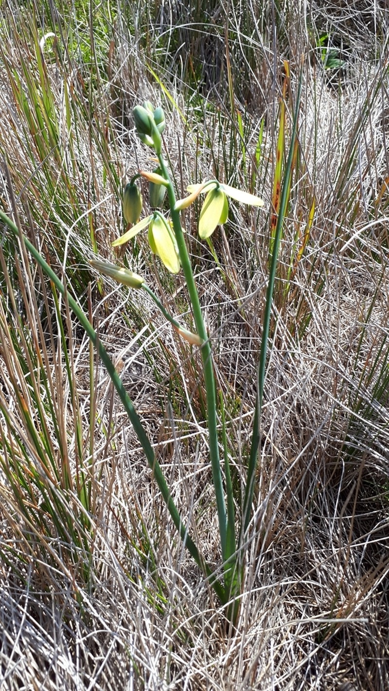 Albuca flaccida photo 3