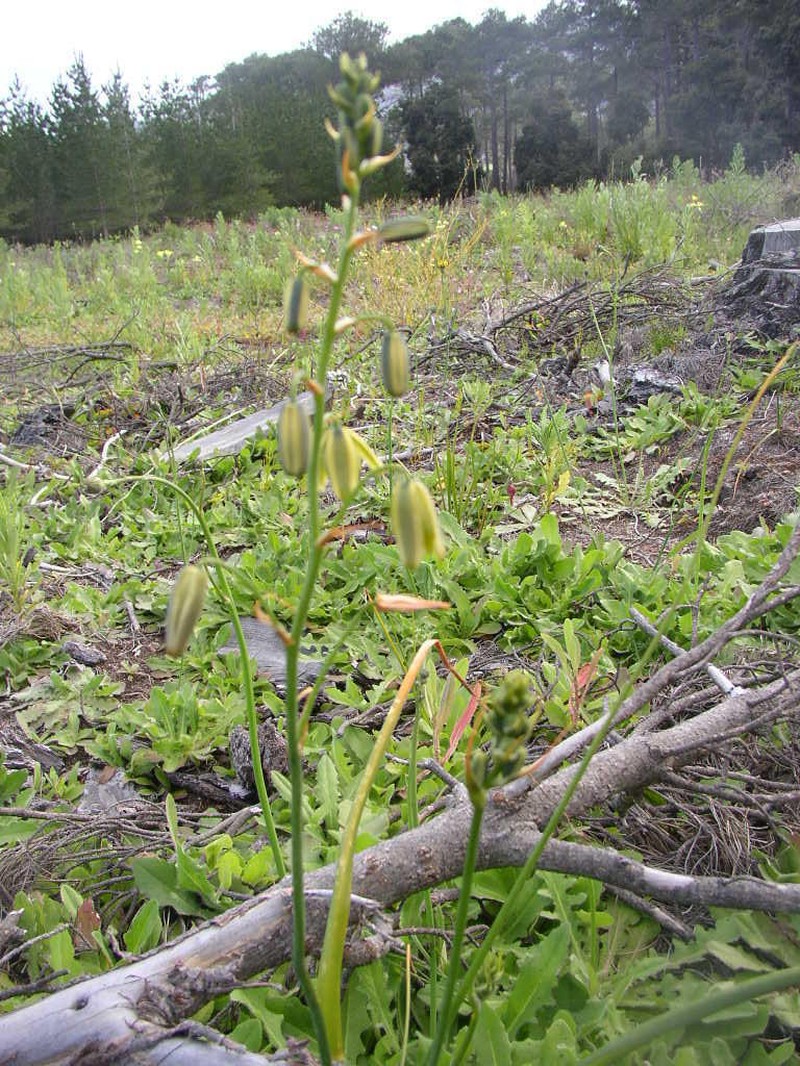 Albuca flaccida photo 4