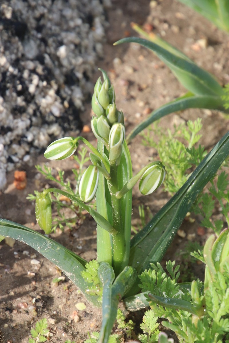 Albuca flaccida photo 5