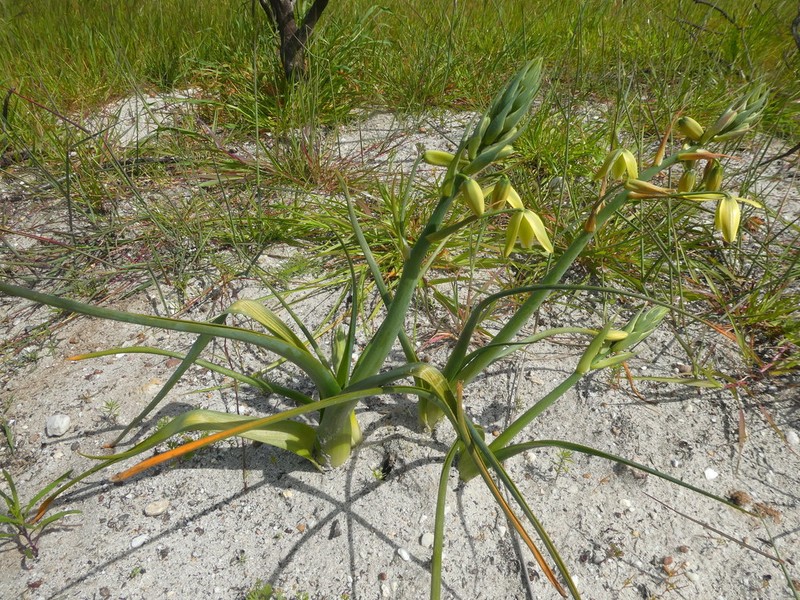Albuca flaccida photo 6