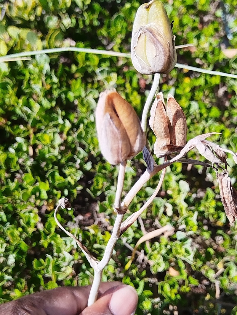 Albuca flaccida photo 7
