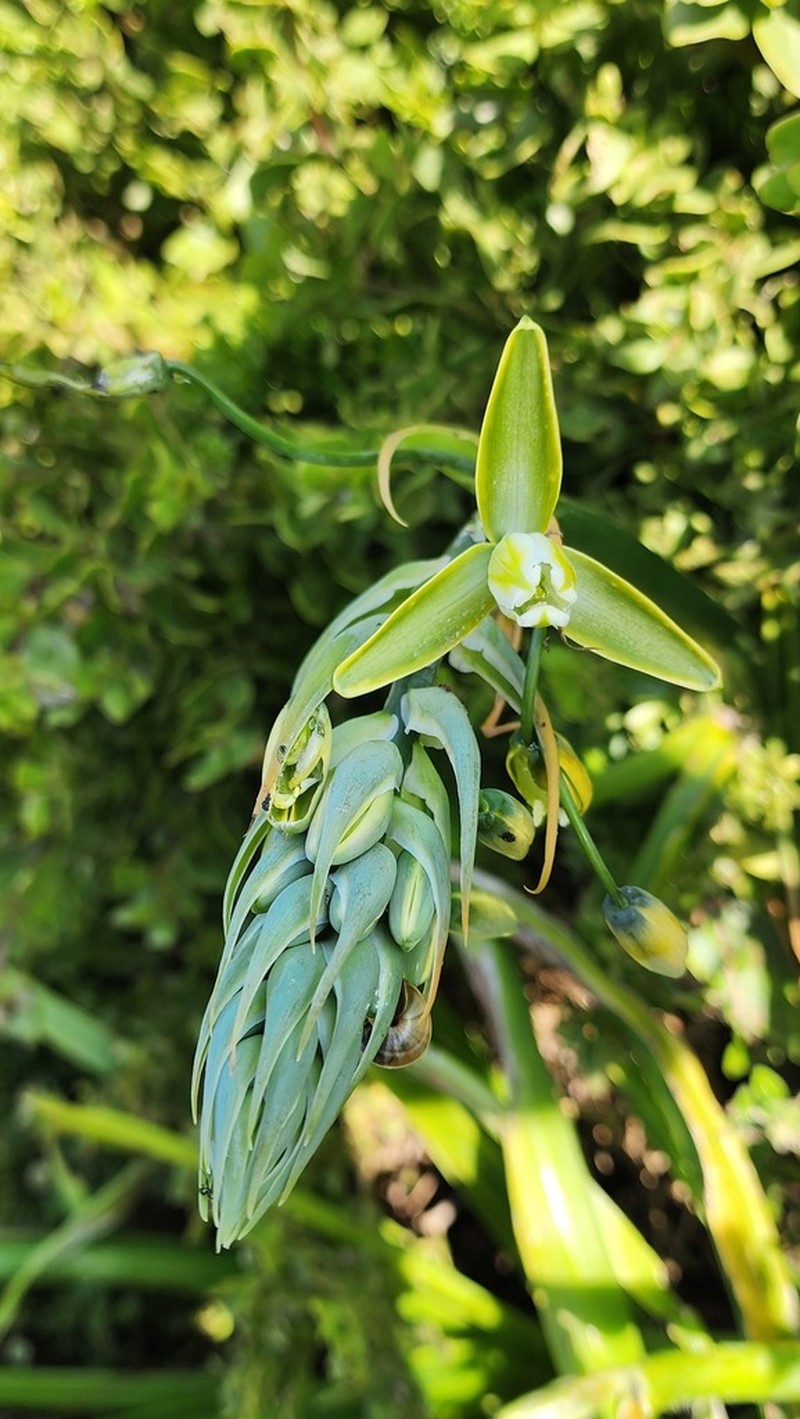 Albuca flaccida photo 8